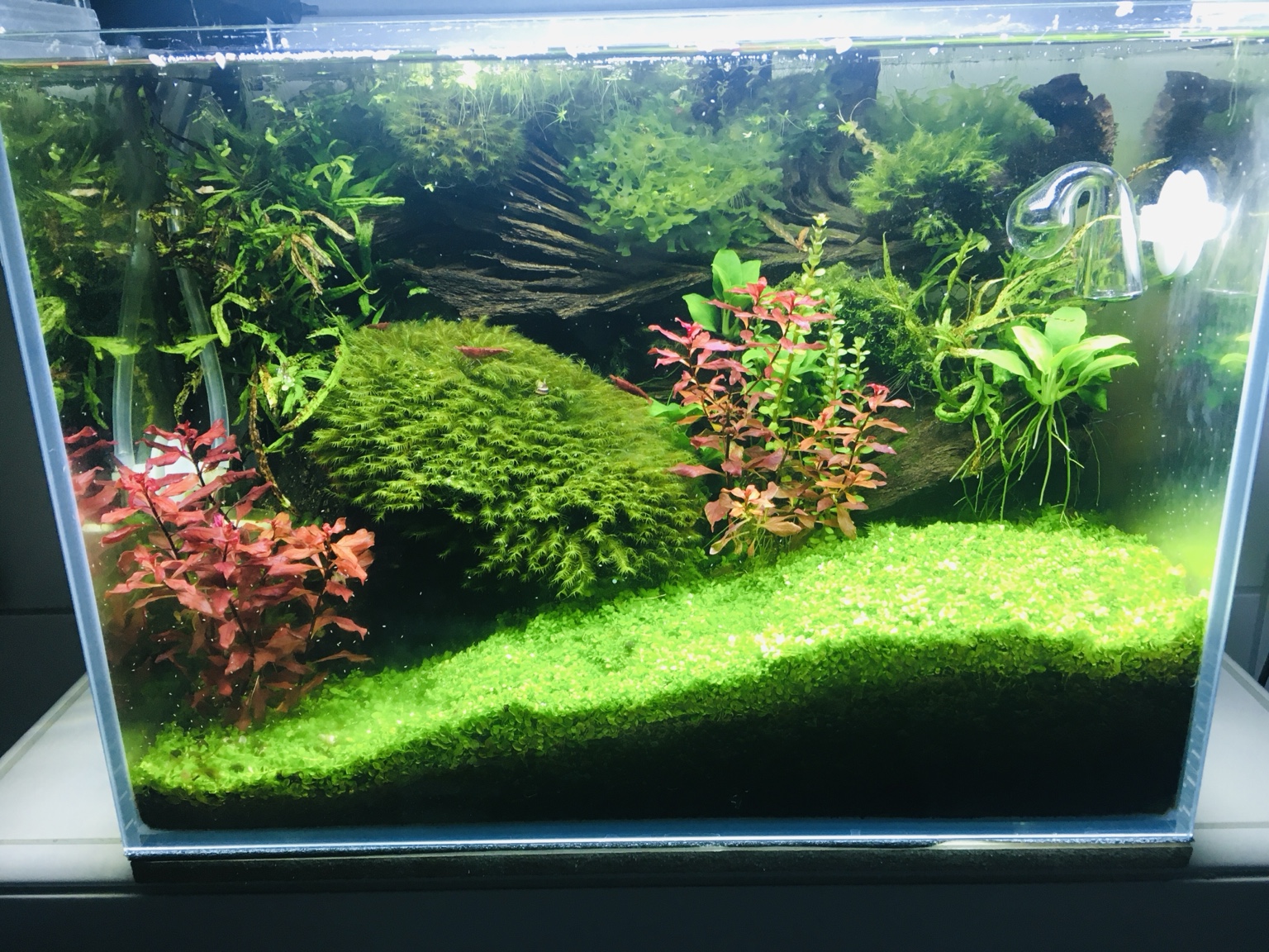 Aquascape mit Moos, roten Pflanzen und dichter Bepflanzung