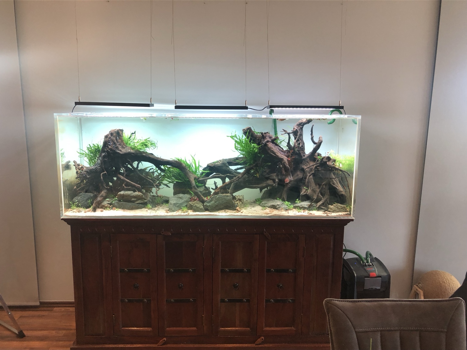 Großes Aquarium mit natürlichen Wurzeln und Steinen