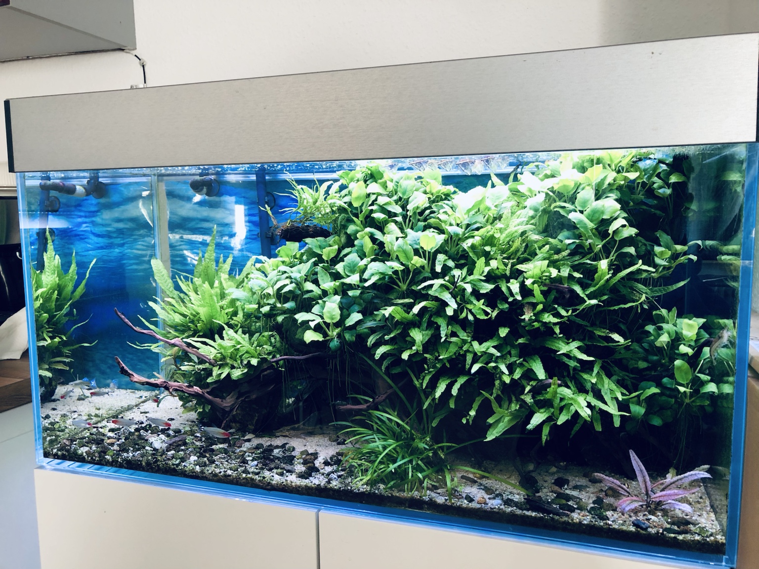 Aquarium mit dichter grüner Pflanzenlandschaft
