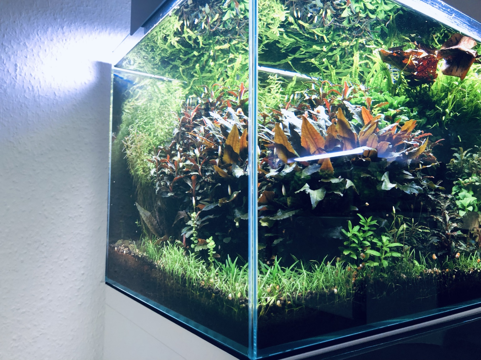 Aquarium mit dichtem Pflanzenbestand und Holz