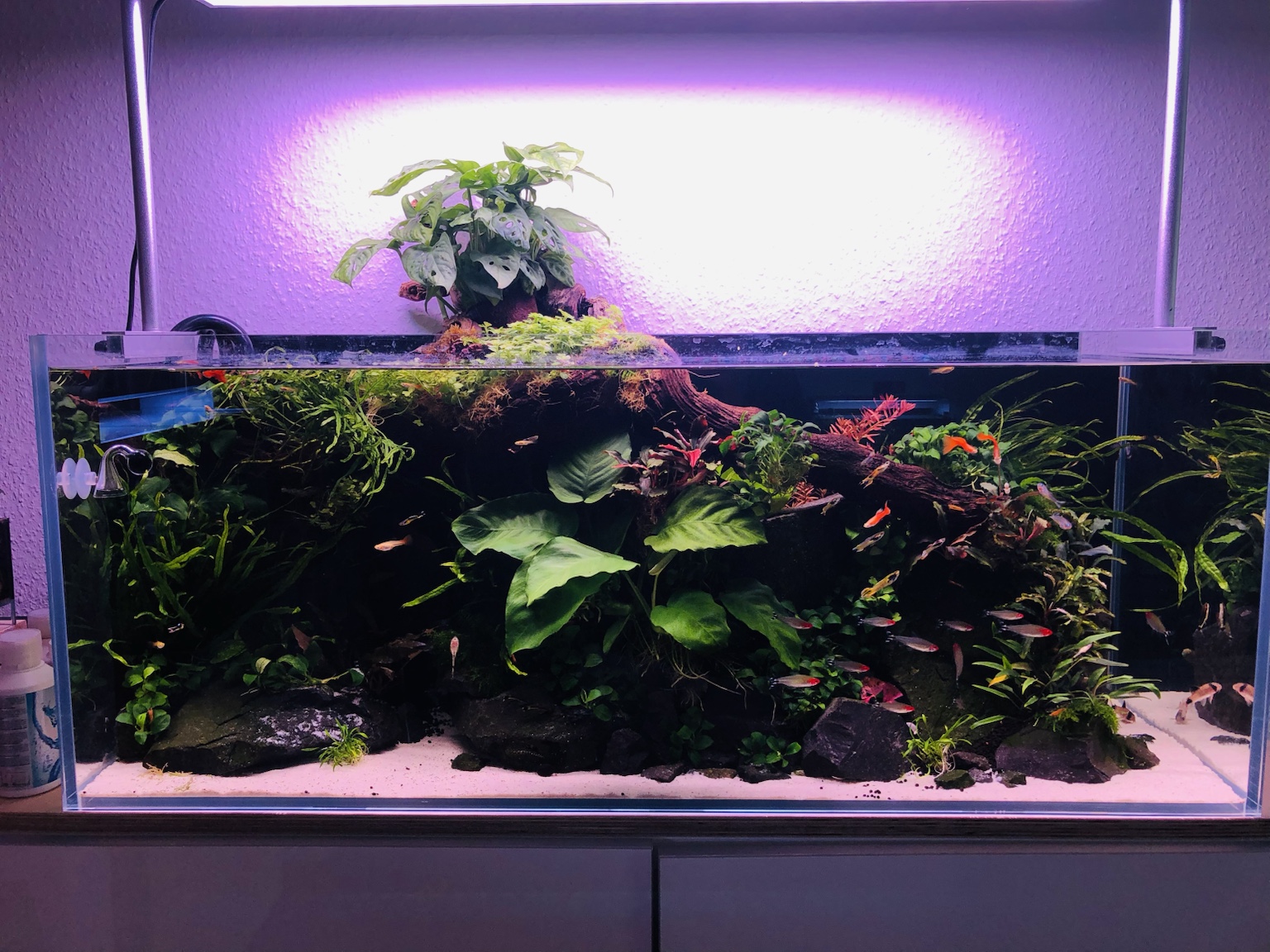 Aquascape mit Wurzeln und Pflanzen über und unter Wasser
