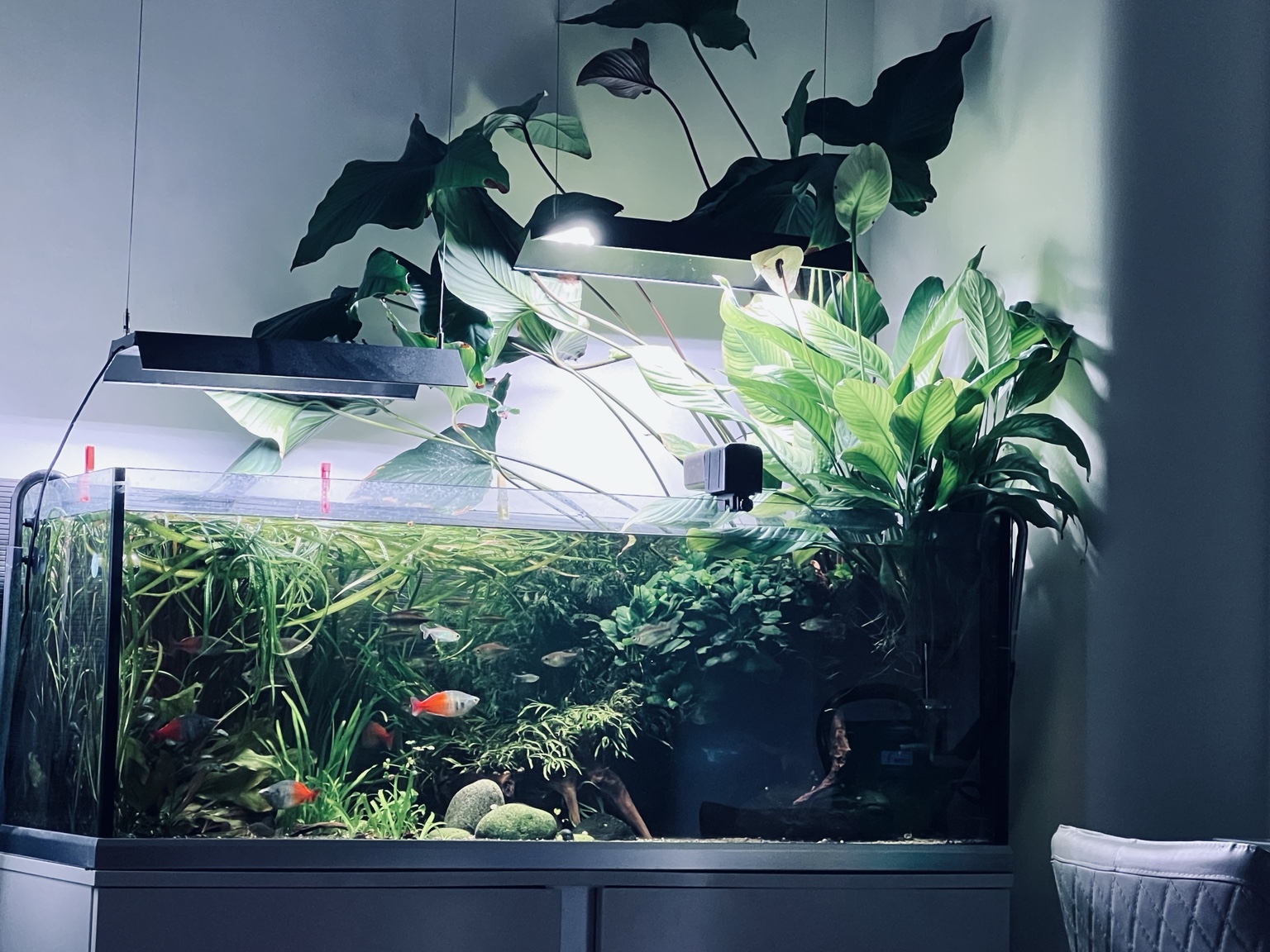 Aquarium mit dichter Bepflanzung und Aufsitzerpflanzen